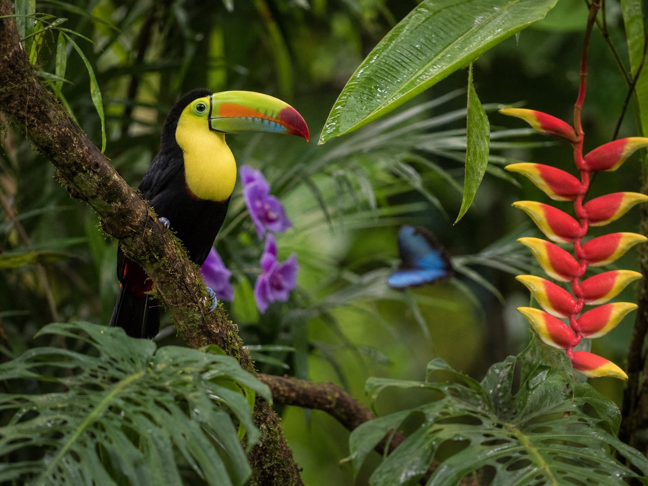 Selva - tukan tęczodzioby na gałęzi wśród heliconii, orchidei i motyla morpho